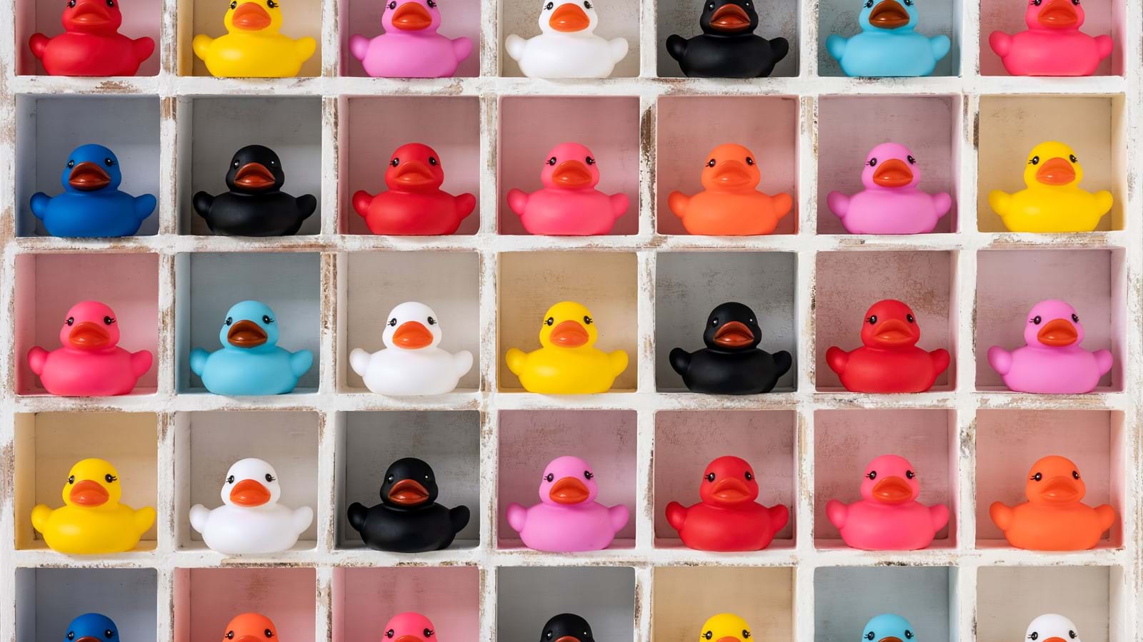 Coloured ducks on a wall symbolizing diversity
